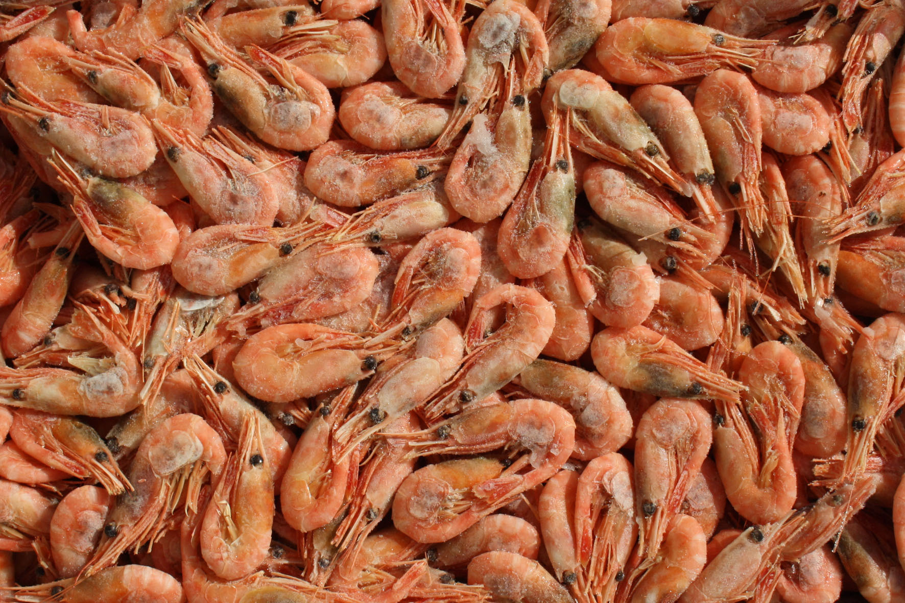 Гренландские креветки 120/150